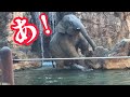 足を滑らすアルンくん！心配してママが駆け寄る【‎2024年‎12月26日】【上野動物園】アジアゾウ