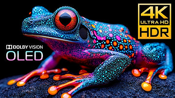 OLED TEST HDR 4K 120FPS DOLBY VISION 🏞 4K / 8K Monitor Test Video #BGM