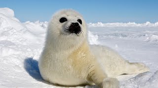 Harp Seal 🦭 One Of Worst Mothers In The Animal Kingdom