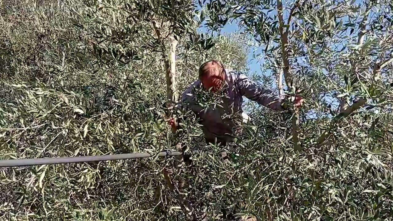 Potatura di allegerimento