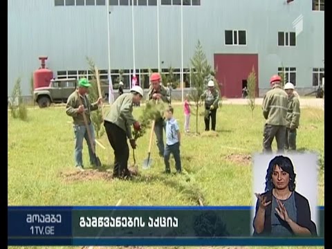 გარემოს დაცვის საერთაშორისო  დღე \"მწვანე აქციით\" აღინიშნა ტყიბულში