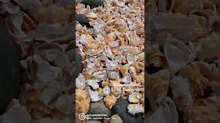Sal Island, Cape Verde Shell Cemetery Beach