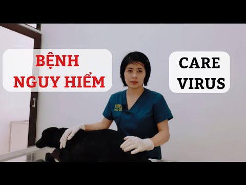 Video: Thuốc thay thế cho chó bị động kinh