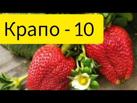 КРАПО - 10