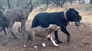 Fearless Pitbull Puppy Challenges Cane Corso Pack