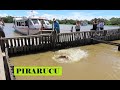 TEVE ATÉ PESCARIA DE PIRARUCU NAVEGANDO DE BARCO NO RIO NEGRO | TURISMO AMAZONIA E SUAS BELEZAS