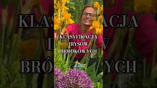 Klasyfikacja podstawowa irysów bródkowych. Iris bearded. #iris #kosaćce #byliny #ogród