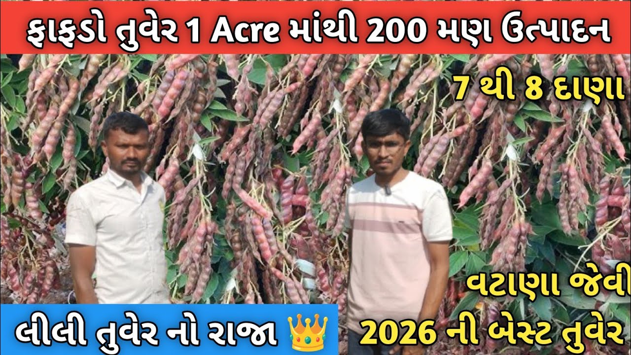 1 વિધે 400 ગ્રામ બિયારણ ફાફડો તુવેર ! 1 વિધે 80 મણ ઉત્પાદન ! Tuver Farming ! Fafdo Tuver 2025