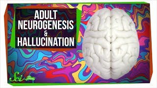 People Grow Brain Cells Well Into Their 80s | SciShow News