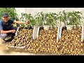Never have to buy potatoes again heres how i grow potatoes without doing anything