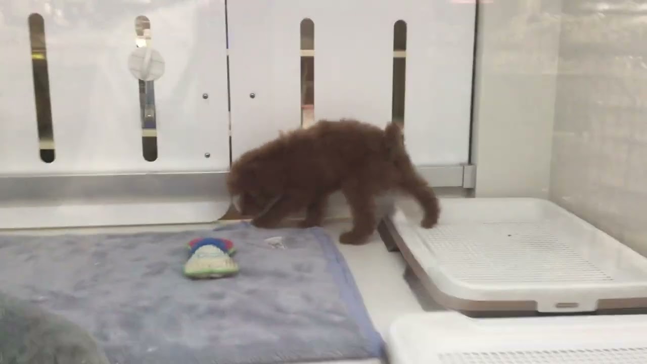 No.32813トイプードル