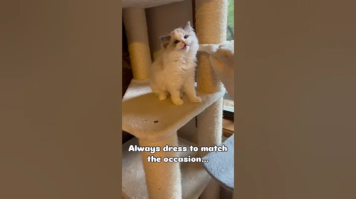 Video 6586541: ragdollkittens funnycat, ragdollkitten cutecats, cute ragdollcat, adorable kitten show