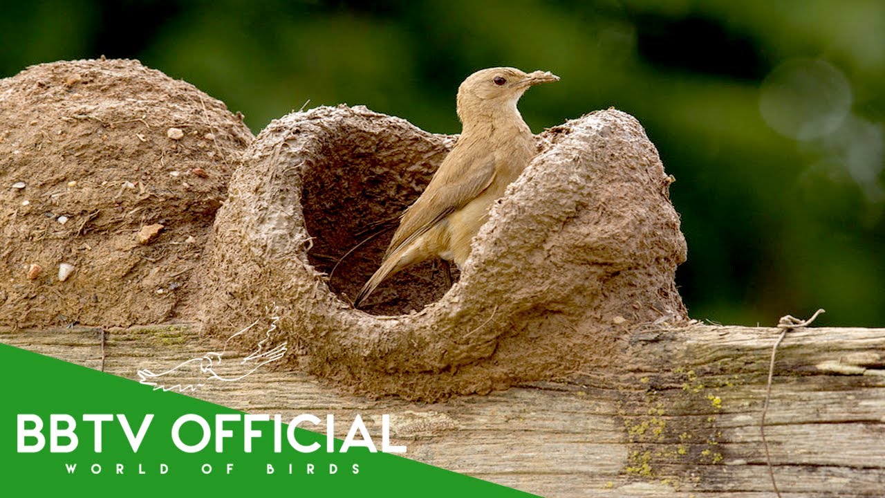 You Won't Believe What These Birds Build Nest With Mud | Wildlife Documentary | BBTV Official