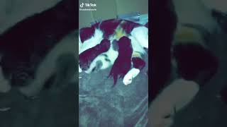Cutest kitten 💖💕💕❤️ #catchallenge #cutekitty #lovecats #catvideos #kitty #cutecats #catmom #catlife by Cutest Kitty 3 views 1 year ago 1 minute, 11 seconds