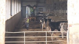 China's giant cow farms leave neighbours up milk creek