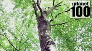 Talking Tree is a Social Media Sensation