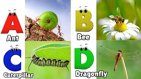 Insects Alphabet Song | Insects ABC Song | Phonics for Kids | Alphabet Letters