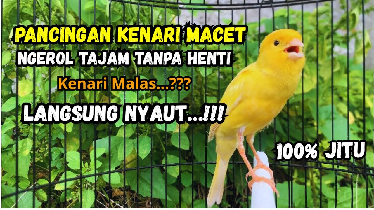 Kenari gacor NGEROL PANJANG cocok untuk PANCINGAN KENARI PAUD bikin BURUNG KENARI GACOR PANJANG