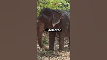 K-Selected and r-selected Species: The Long-Term and short term strategies #ecosystem  #facts