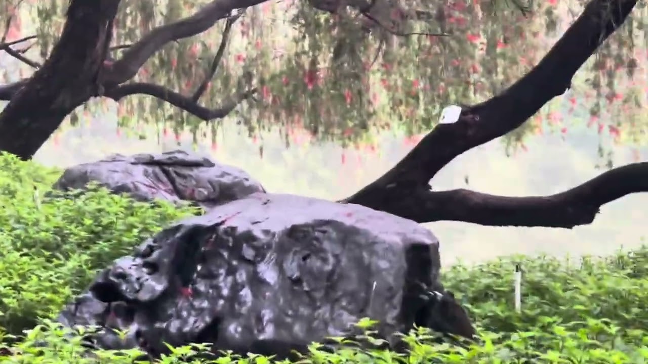 五月天游佛山最老最美的公园，那时还没有“屈公病”流行 Mayday Tour to Foshan's Oldest and Most Beautiful Park