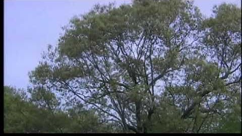 Cat stuck in tree for days runs off