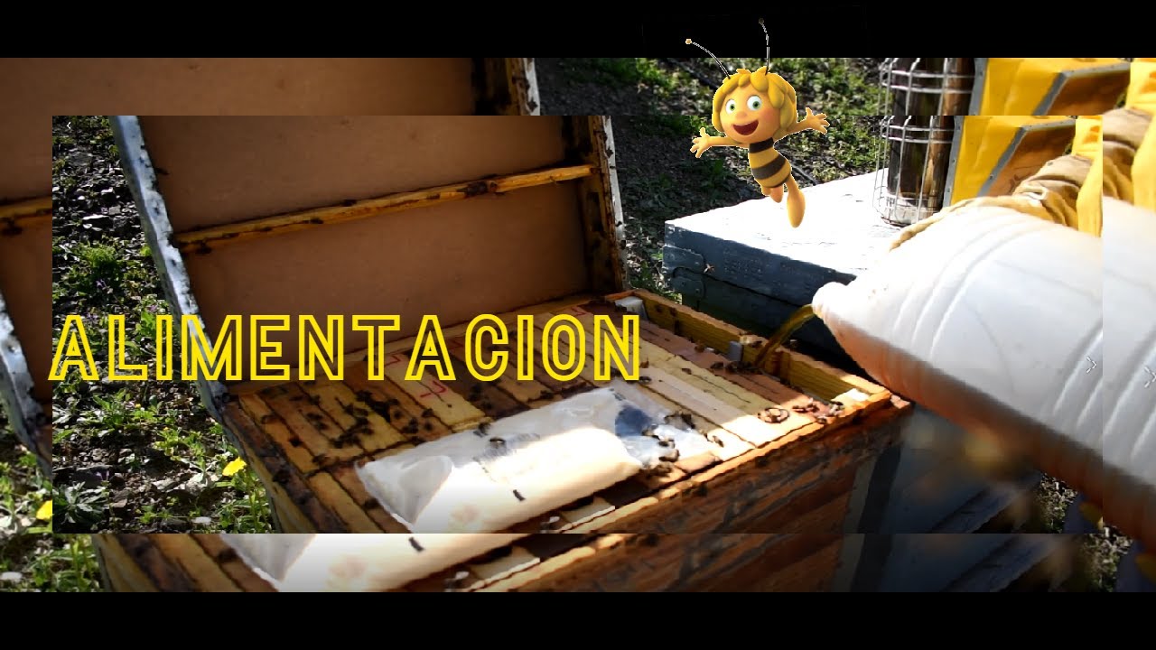 Alimentación/José Gálvez/Apicultura