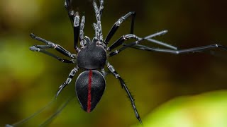 Wildlife Mating Rituals: Risking It All for Survival | Our World