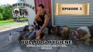 DaBestBulls Ranch Episode 3  Hygiene, Bathing, Ear Cleaning, Nail Cutting, and More…