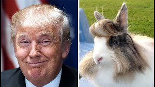 Трамп, Путин, Собчак и животные которые на них похожи - Смешные Животные похожие на знаменитостей