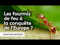 Pourquoi la prolifration des fourmis de feu en europe est inquitante 