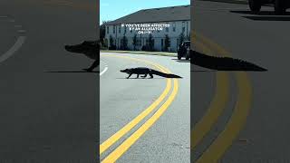 🚨New Florida Law: Alligator Insurance! #bocaratonflorida #aprilfools #personalinjurylaw