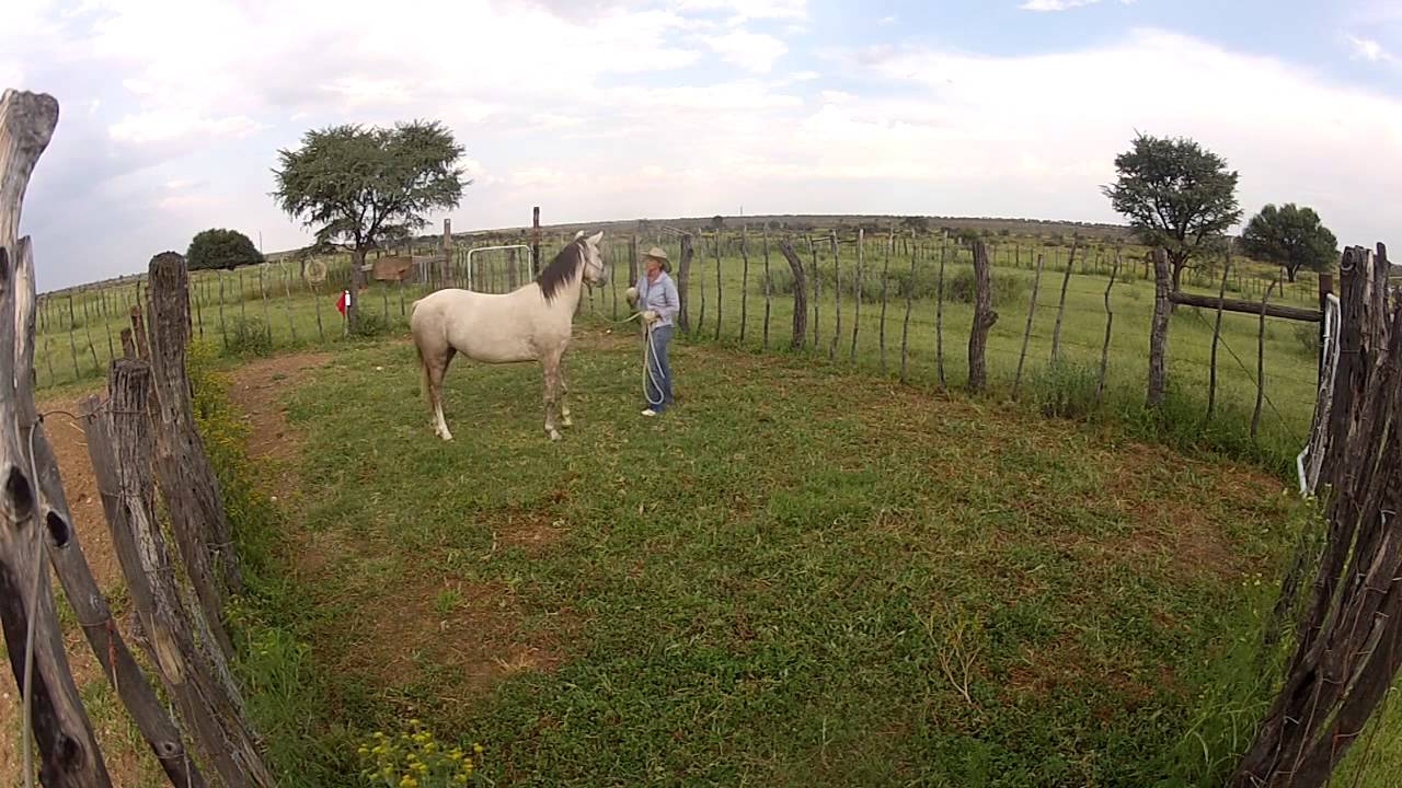 Day One Halter Breaking Briget's Wild Horse Part 3 YouTube