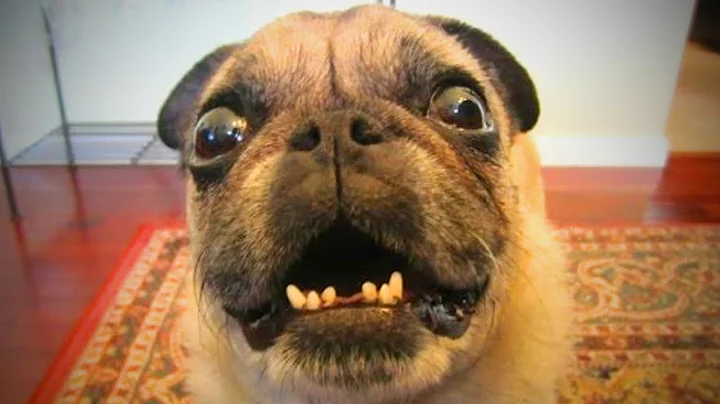 Watch the video about Funny Pets Talking 🐱🐶 Amazing Dogs And Cats Talking (Part 1)