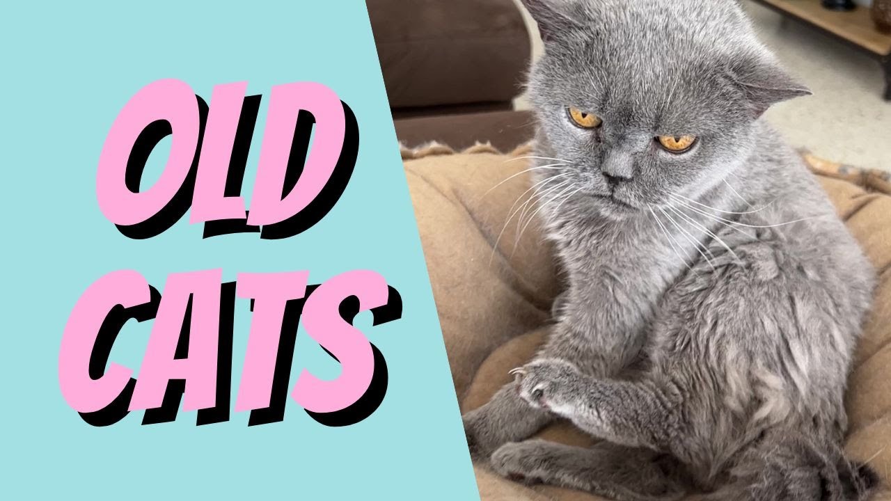 Why are GERIATRIC CATS part of CAT BREEDING? YouTube