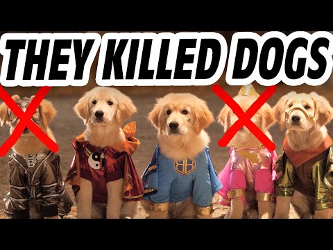 Vídeo: Atualização: Final Feliz Com O Misterioso Desaparecimento Do Cachorro Phineas