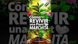 Cómo Revivir una Planta Marchita con Fertilizante Natural