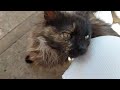 Дружок с кошачьей дочерью🥰 Ласковые кошки! Кормлю Мики и Тофу сердечками