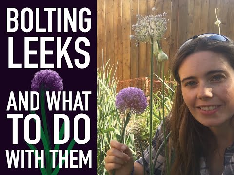 Video: Leeks Gone To Seed - How To Prevent Bolting Leeks