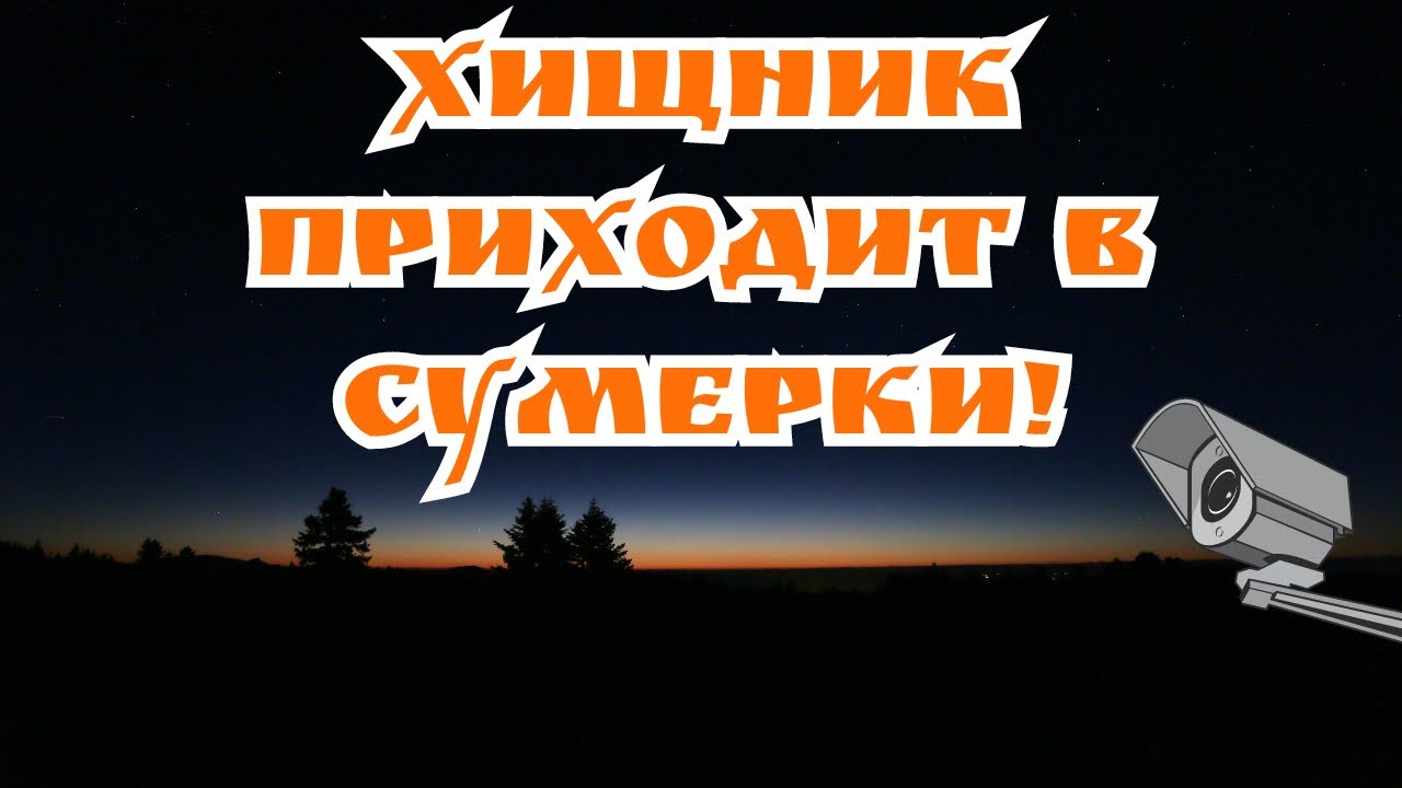 КАМЕРА В СУМЕРКИ ЗАФИКСИРОВАЛА ХИЩНИКА КОТОРЫЙ К НАМ ПРИХОДИТ С БОЛОТА НА ХУТОР.