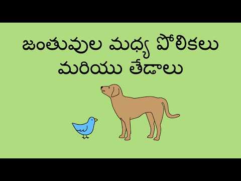 జంతువుల మధ్య పోలికలు మరియు తేడాలు - Comparing Animals (Telugu)