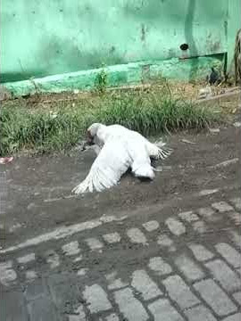 Porno lucu wkwkwkwk