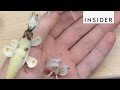 The Orchid Mantis is not a Flower – it's an Insect