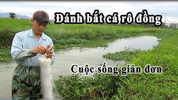 Đánh bắt cá rô đồng bằng lưới 3 phân. | Cuộc Sống Giản Đơn.