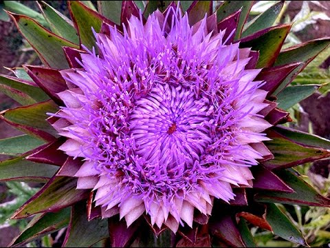 Video: Yerusalemu Artichokes Kupanda - Kupanda Yerusalemu Artichoke