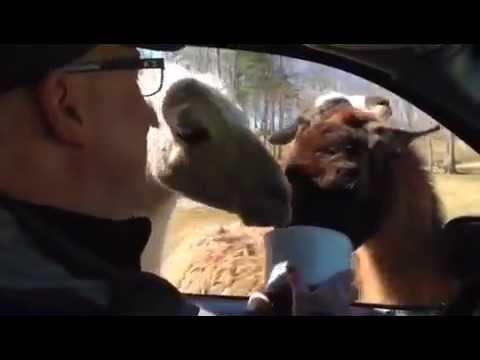 Llama spits on my brother! Funny! (Virginia Safari Park Zoo)