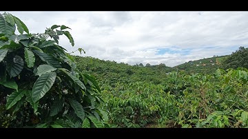 1ha Tân Lâm Di Linh Lâm Đồng. 180tr 1 sào sổ sách đầy đủ. 0988191019.nhà đất ĐỨC NGUYỄN đã bán.