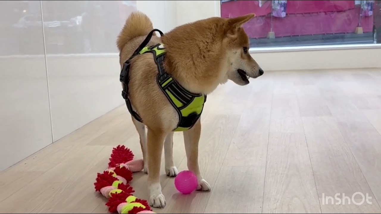 2026/01/16 - YouTube