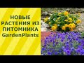 НОВЫЕ РАСТЕНИЯ ИЗ ПИТОМНИКА GardenPlants