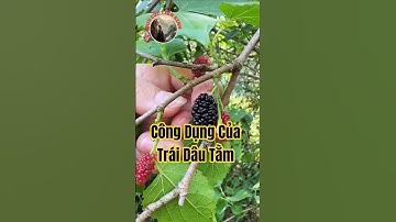 Bạn đã biết công dụng của Trái Dâu Tằm chưa?