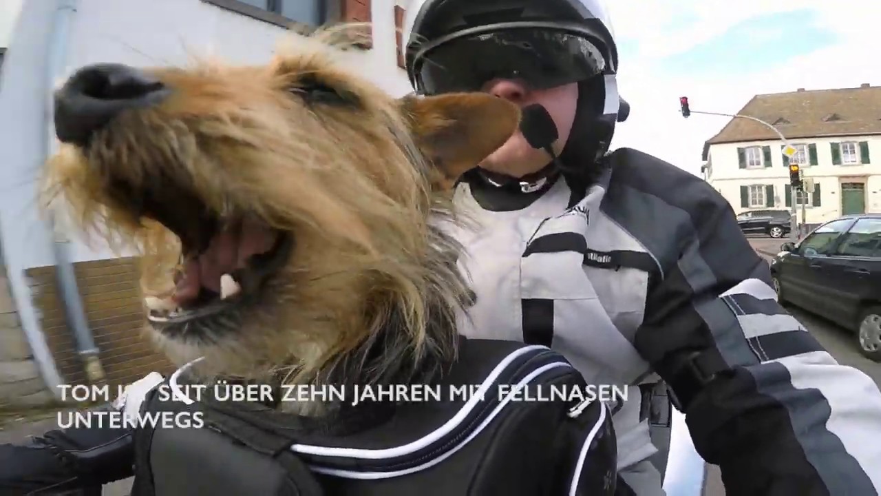 Hund und Motorrad Was geht, was nicht? YouTube